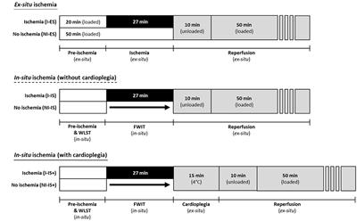 Comparison of Experimental Rat Models in Donation After Circulatory Death (DCD): in-situ vs. ex-situ Ischemia